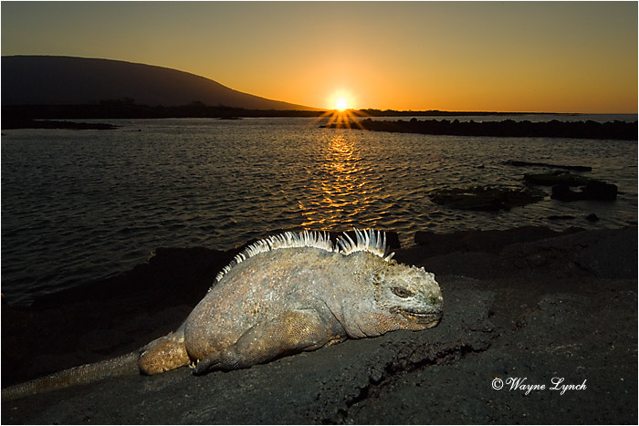 Marine Iguana 114 by Dr. Wayne Lynch &copy;
